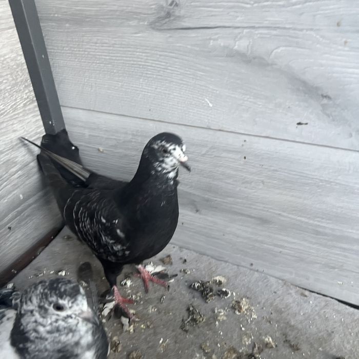 Кептер балапандары сатылады