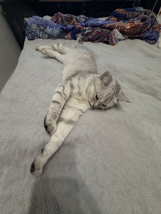 Кошка в хорошие руки