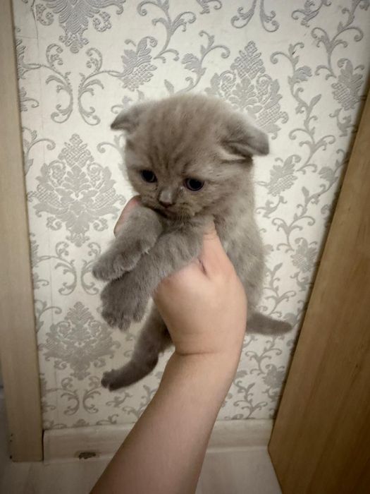 Продам кошку шотландский