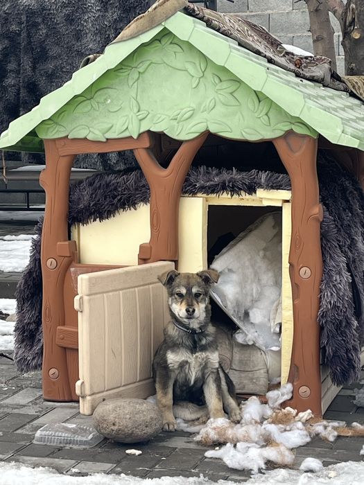 Щенок мальчик звоночек