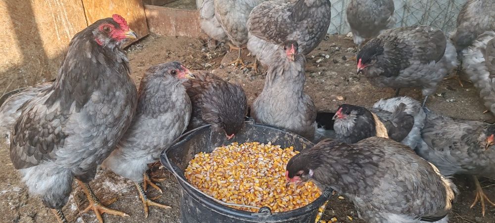 Ouă araucana pentru incubat.