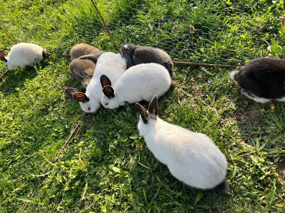 Vând iepuri [berbec german/californian]