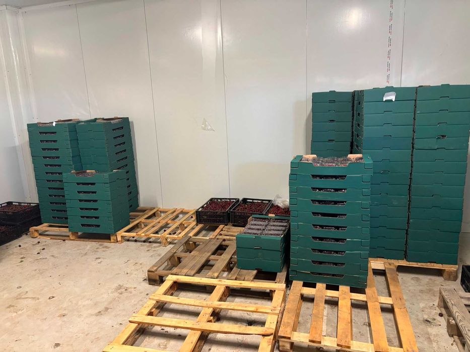 Business la CHEIE "LIVADA de Cirese BIO - Giurgiu"