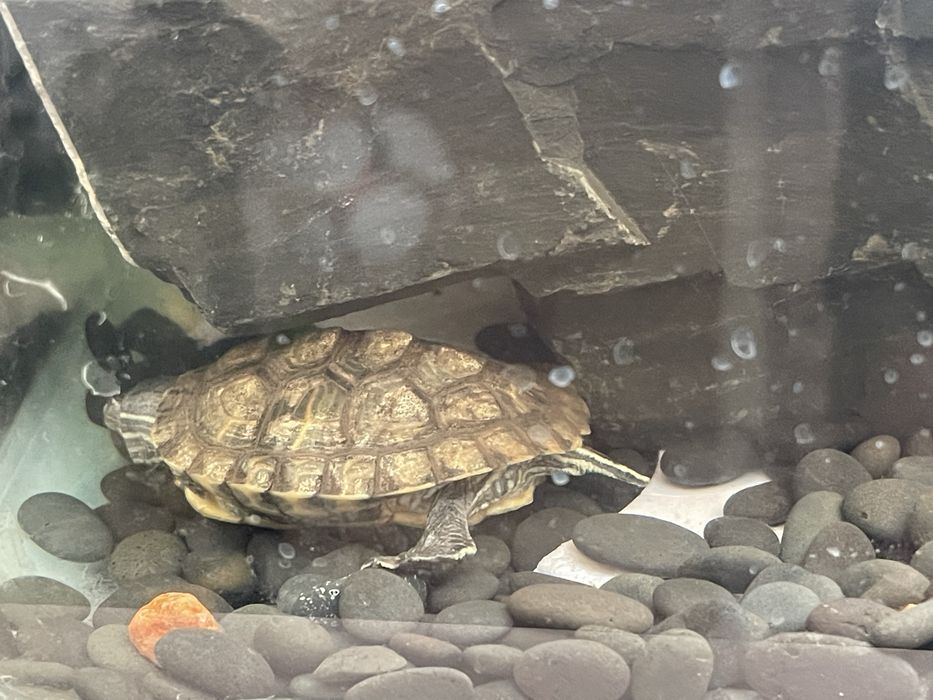 Продам аква черепаха Сатылады