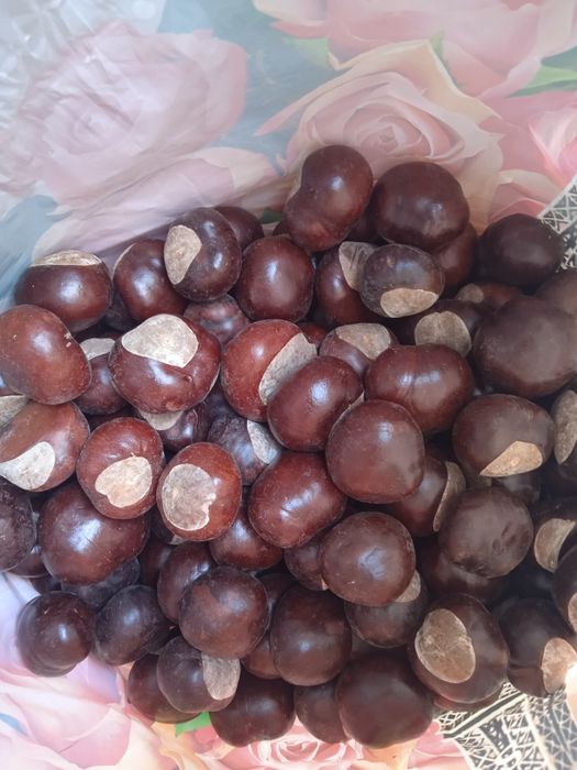 Каштан конский ..