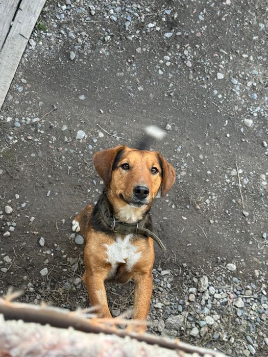 Отдам в хорошие руки