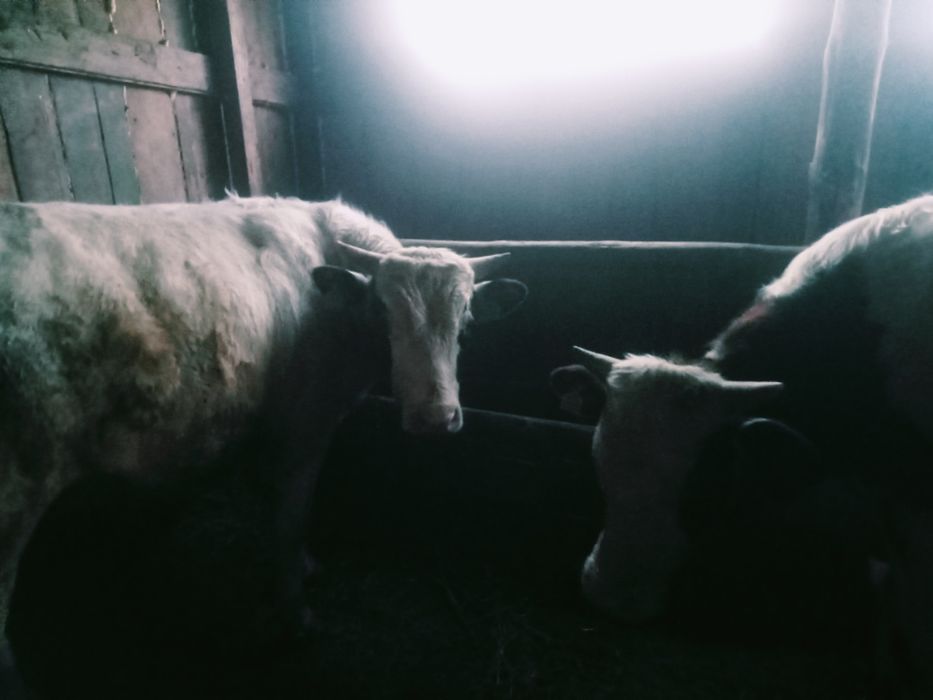 Продам быков  на племя