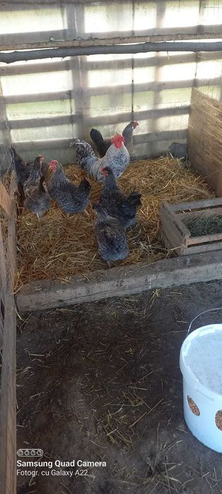 Oua de incubat găini de rasă