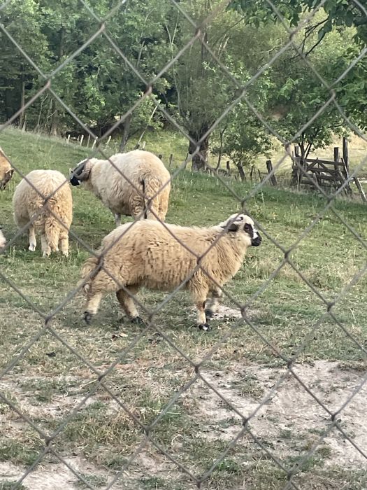 Miei de vanzare