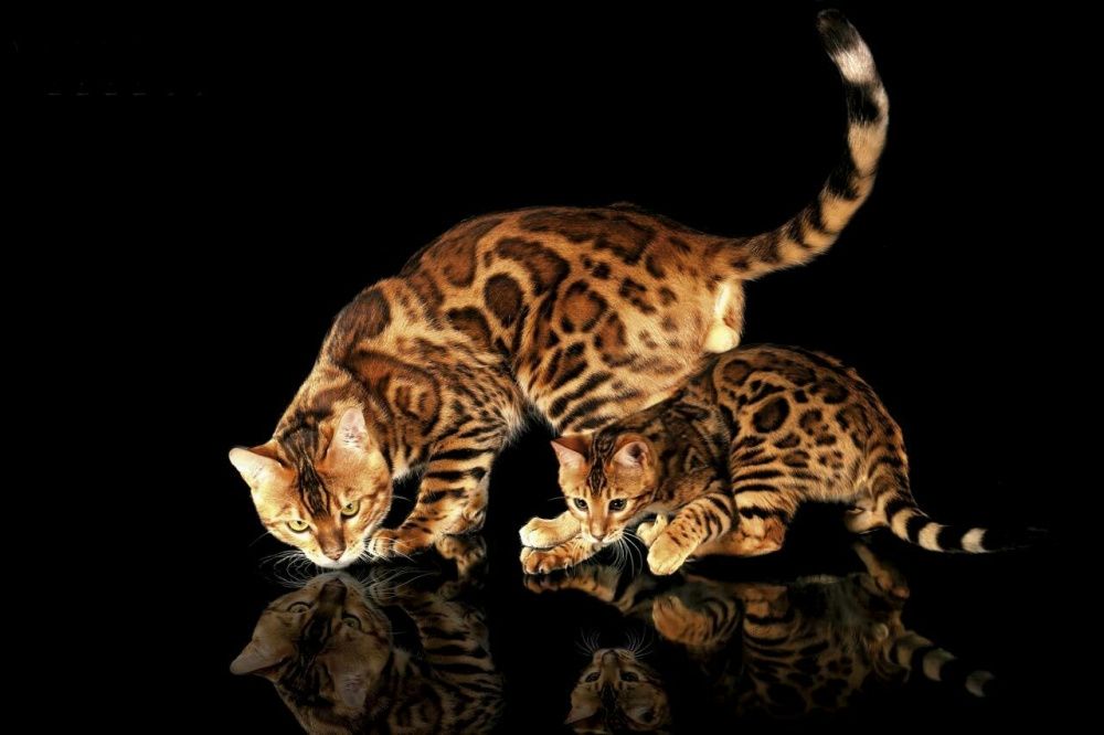 Arzonga Bengal mushuklari. Кошкa Бенгальская