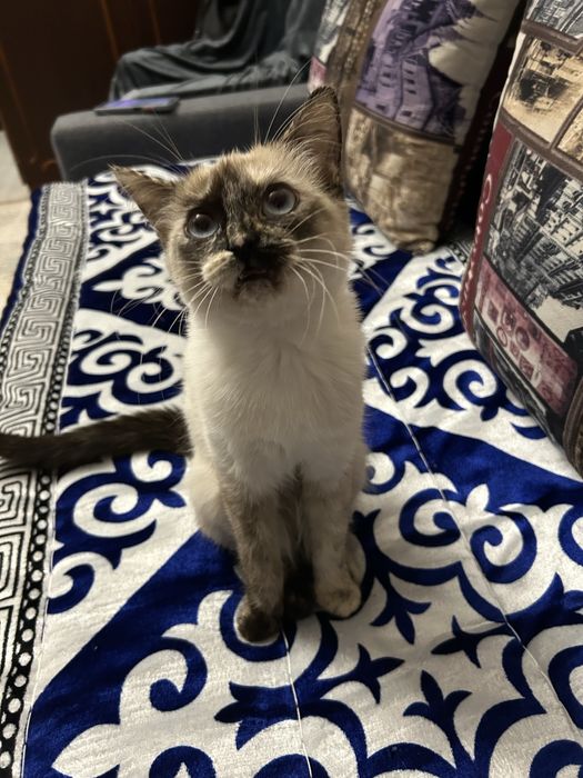 Котенок, девочка, отдам в добрые руки с приданным.