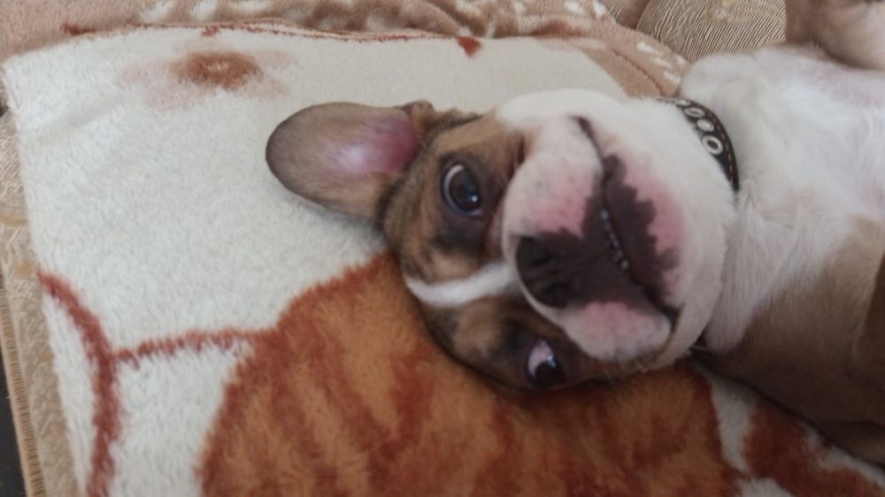 Продам фронцузкого бульдожку