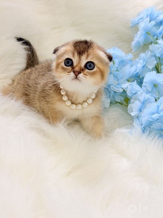 Котята чистокровные
