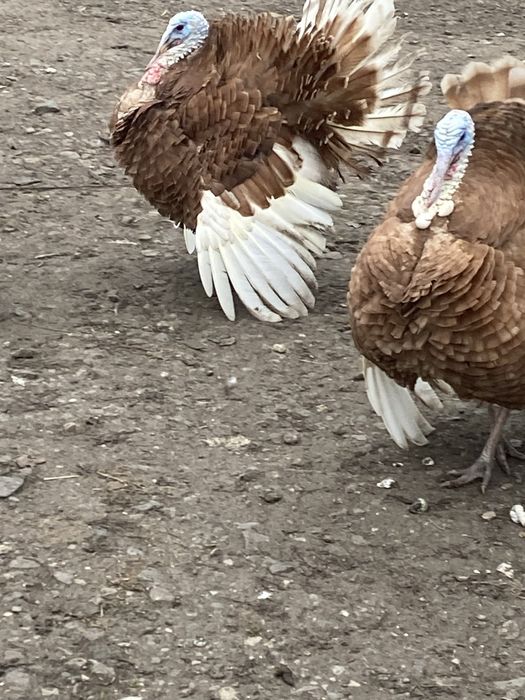 Vând curci si curcani frumoși !