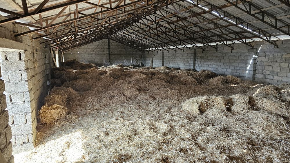 Бугдой сомони сочилган