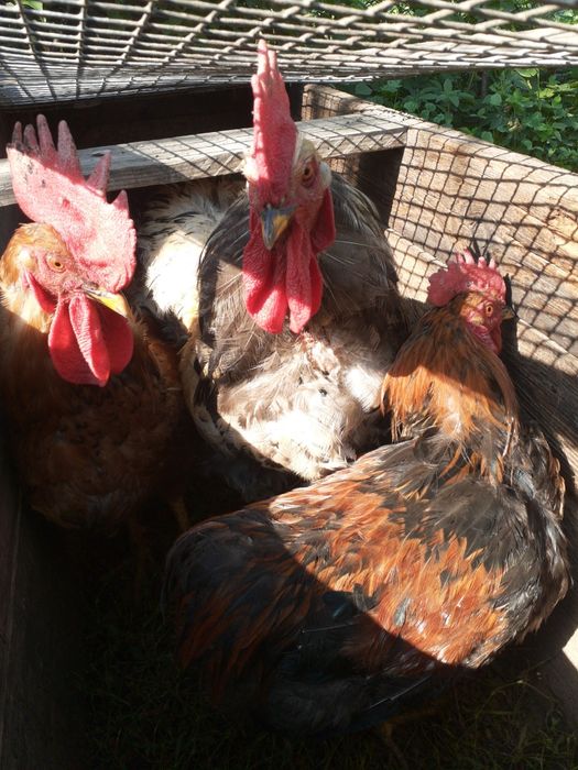 Продам курей и петухо