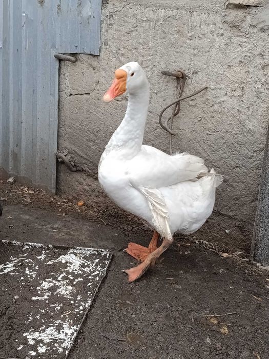 Гуси породы Линда