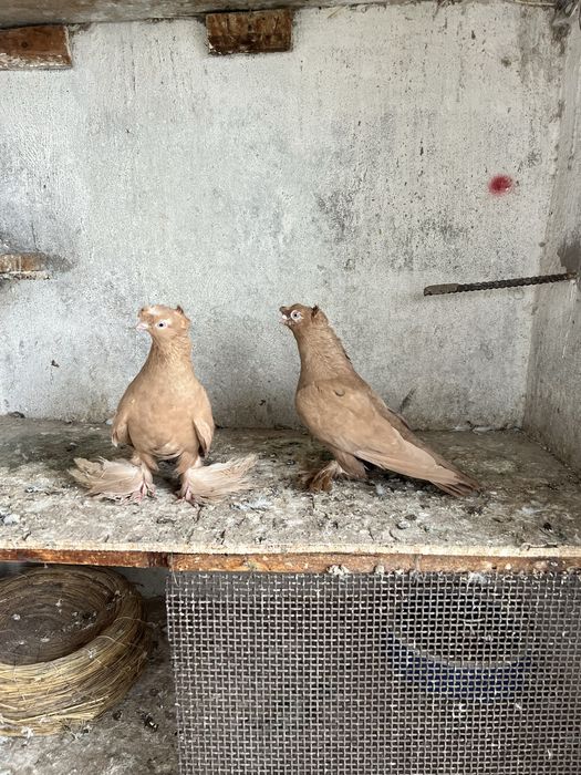 Продам готовую пару желтых