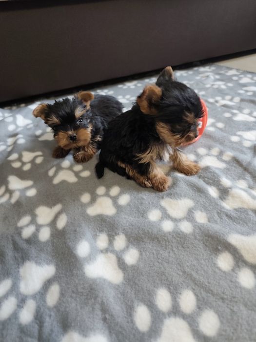 Йоркширски териер