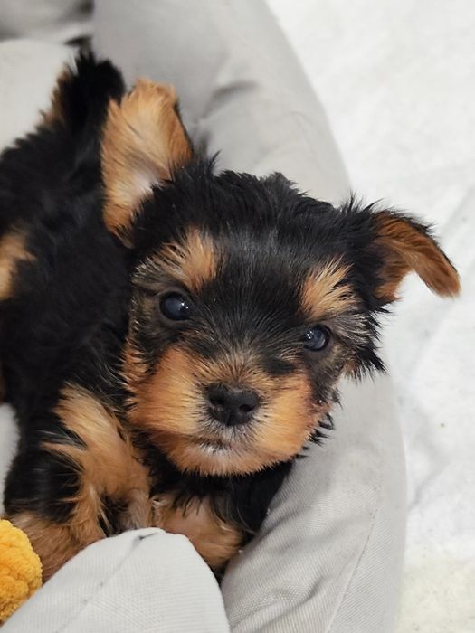 Йоркширски териер