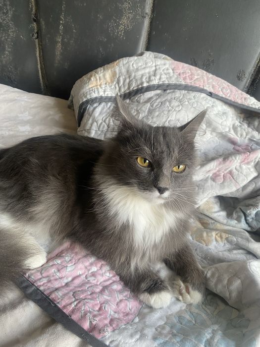 Две котята отдам