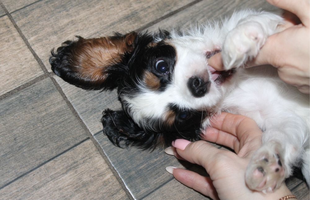 Кавалер Кинг Чарльз спаниель