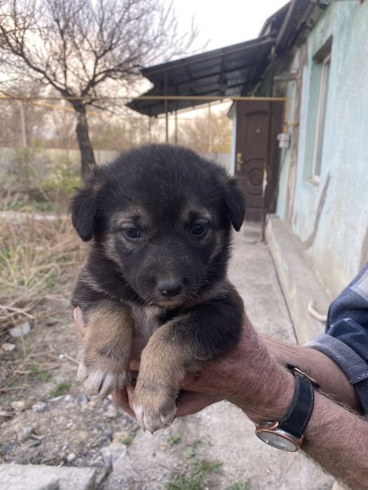 Классные щенки , мини овчарки