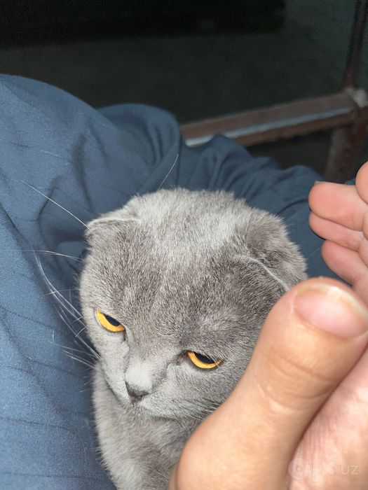 Sotladi aqilli mushuk