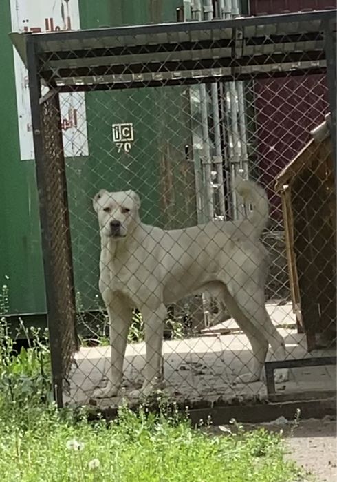 Среднеазиатская овчарка