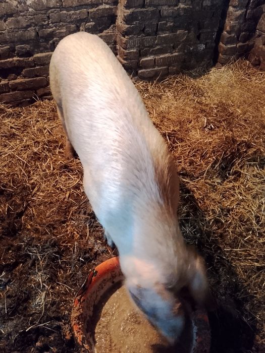 Продам 2х свинок возраст1,5 года