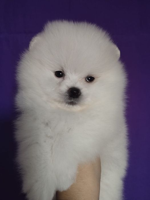 Продам щенков шпица