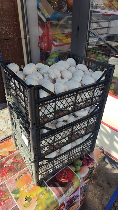 Сдается в аренду грибная ферма.