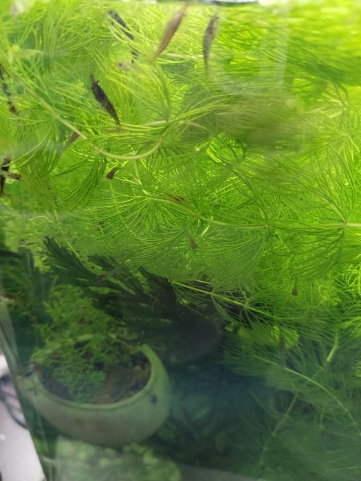 Роголистник аквариумное растения