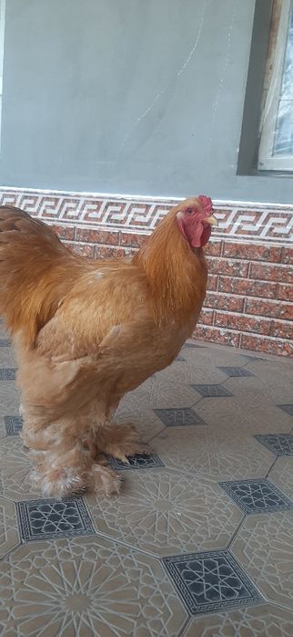 Шу брамалар тухумига заказ оламиз