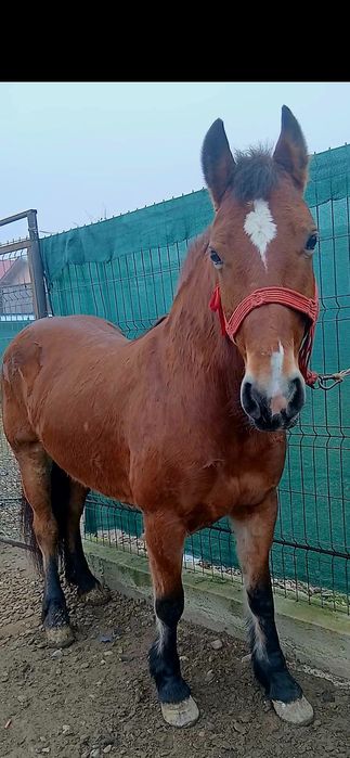 Iapa de vânzare de 6 ani