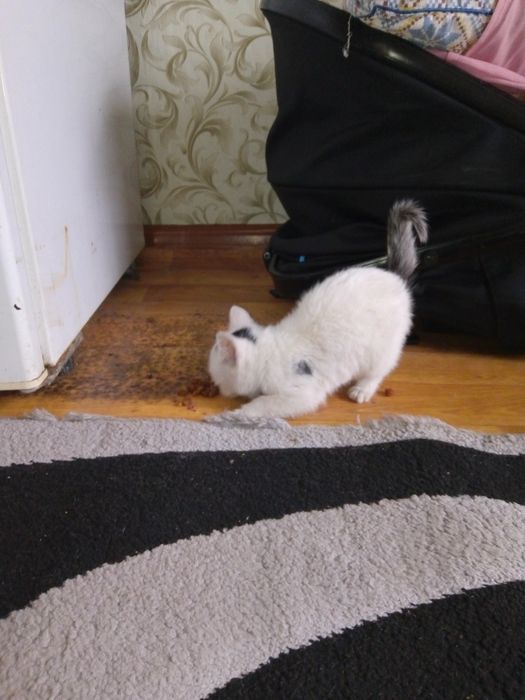 Котенок британец.