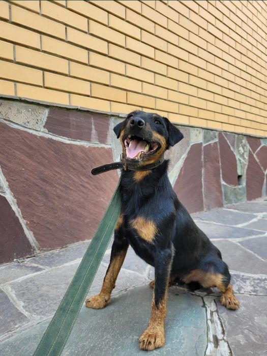 Вязка ягдтерьера