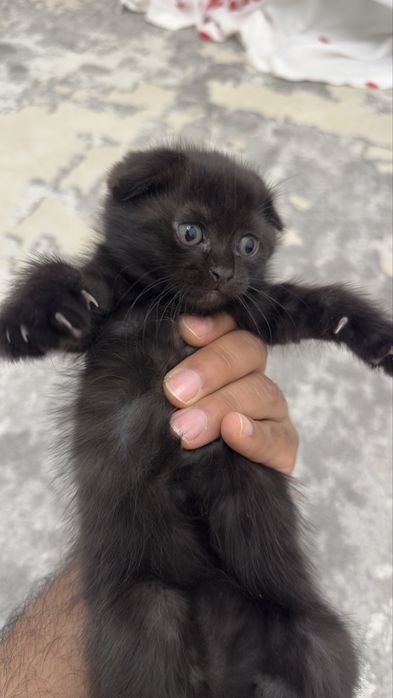 Продаю шотладскую вислоуху малчика