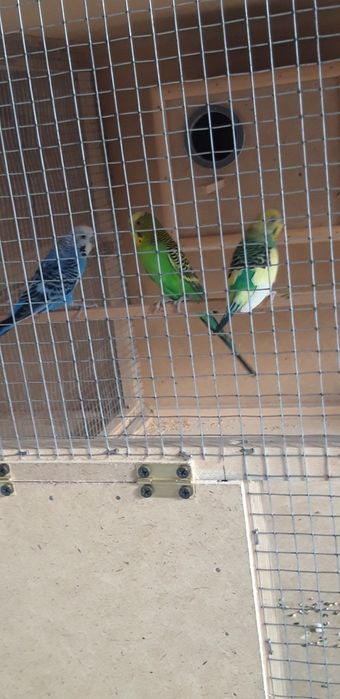 Papugaylar tayyor para