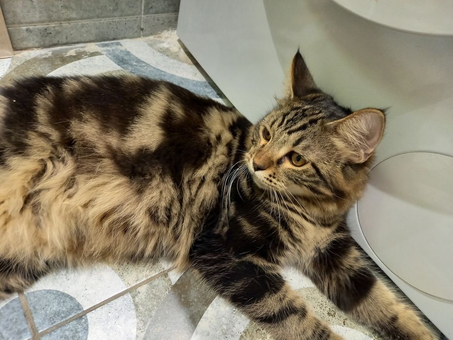 Домашние кошка и кот
