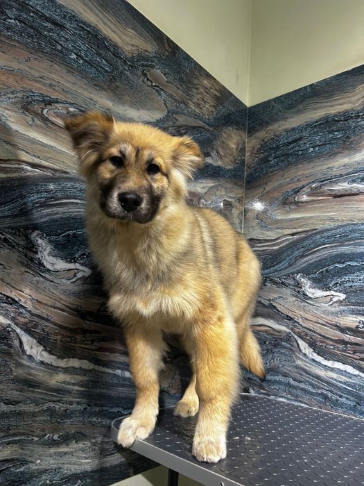 Отдам щенка 4 месяца