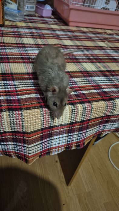 Продам крысу срочно