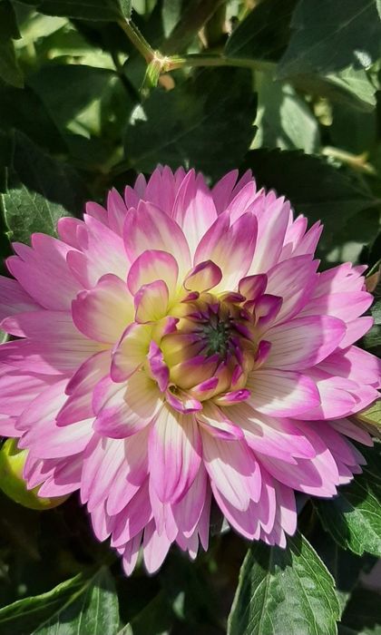 Садовые цветы, многолетки