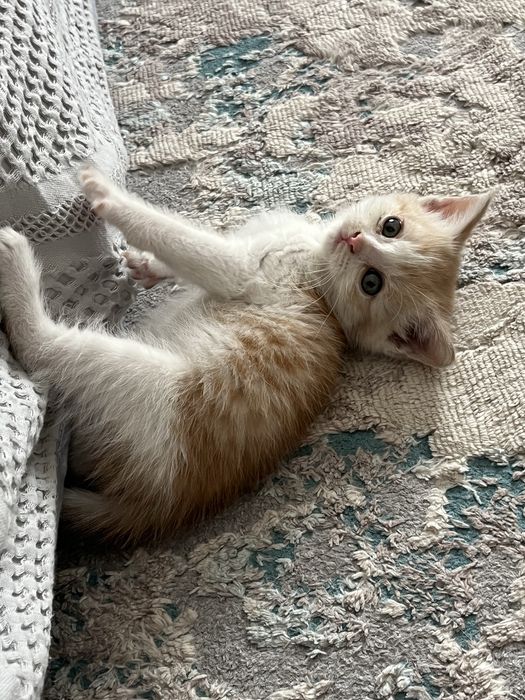 Отдам котенка в добрые руки