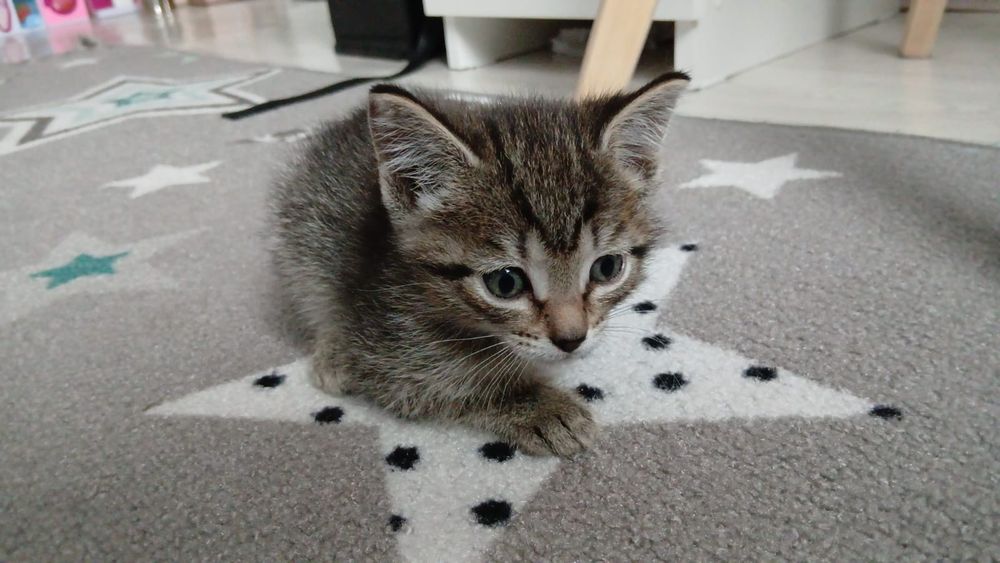 Отдам в хорошие руки