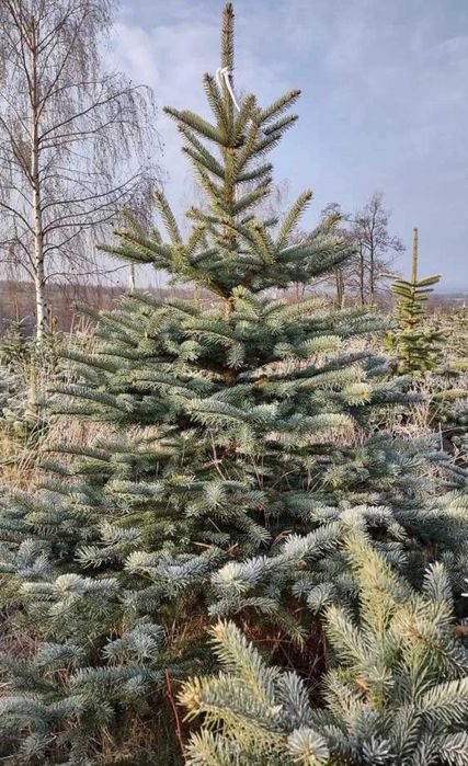 brazi argintii si normandian diferite dimensiuni pentru craciun
