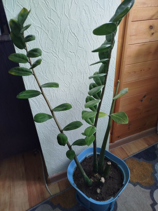 Продам замиакулькас