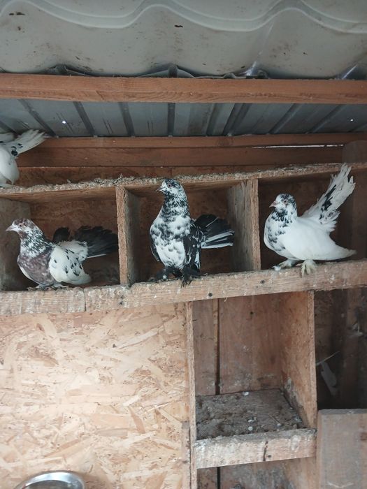 Roleri de Cluj de vinzare