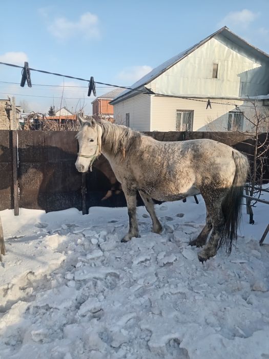 Кобыла двойная спокойная