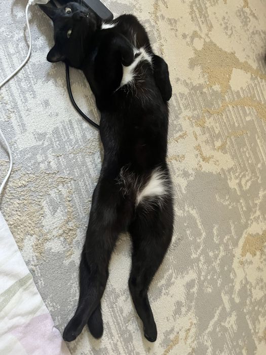 Отдам кота в добрые руки